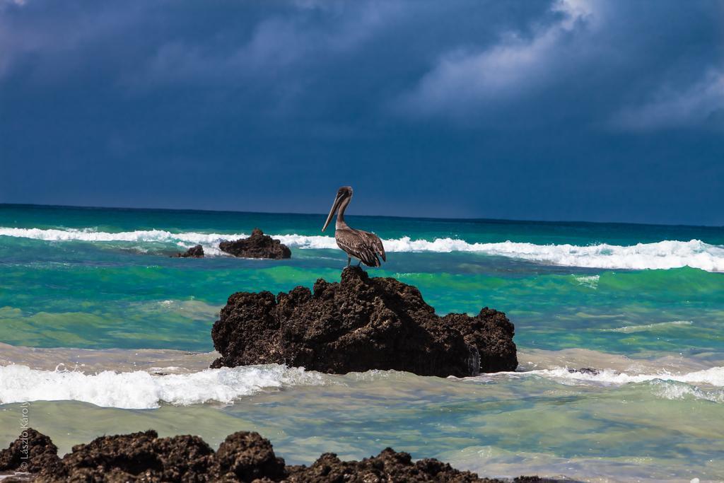 Iguana Crossing Boutique Hotel Puerto Villamil Εξωτερικό φωτογραφία